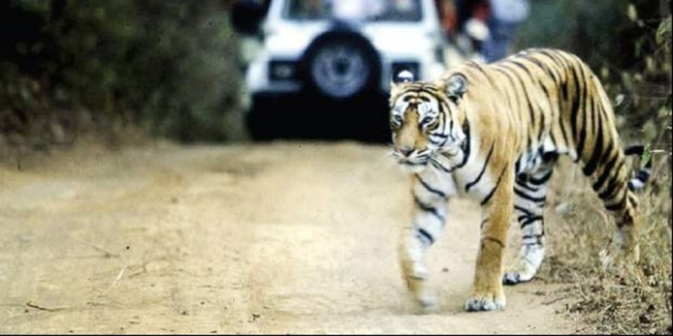 Similipal National Park opens for tourists after 7 months
